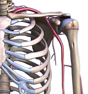 Пахвова артерія та її відгалуження постачають кров'ю плечовий суглоб та всю верхню кінцівку.