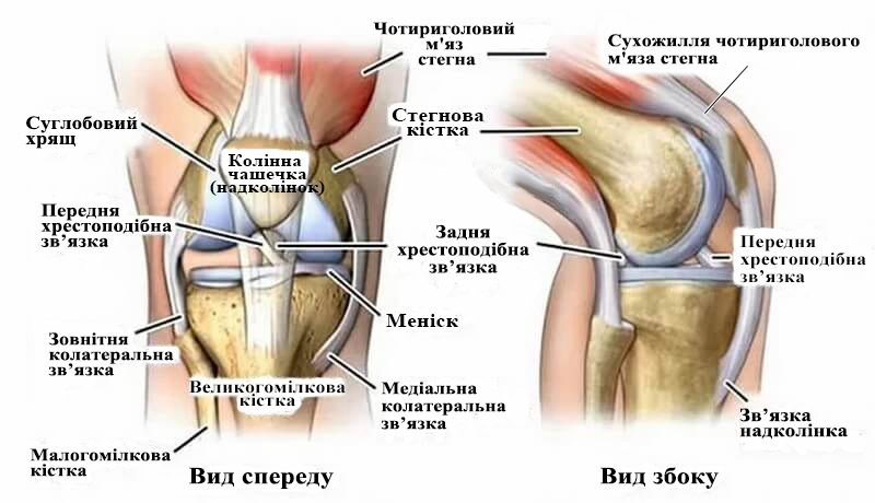 Анатомія меніска колінного суглоба