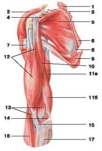М'язи плеча та плечового пояса (вид спереду)​